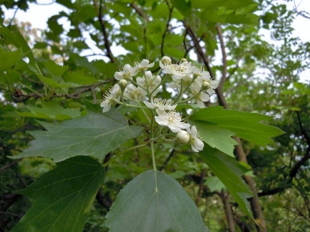 Sorbus torminalis